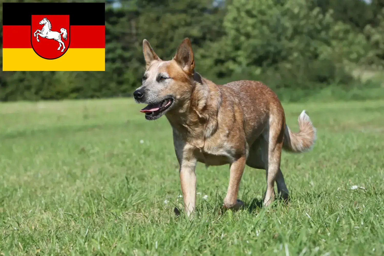 Read more about the article Australian Cattle Dog crescători și căței în Saxonia Inferioară