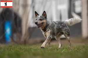 Read more about the article Australian Cattle Dog crescători și căței în Berlin