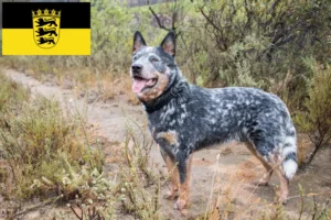 Read more about the article Australian Cattle Dog crescători și căței în Baden-Württemberg