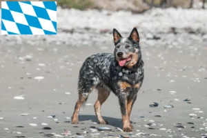 Read more about the article Australian Cattle Dog crescători și căței în Bavaria