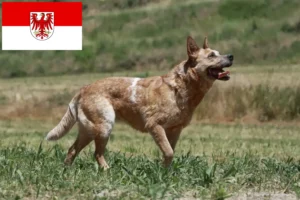 Read more about the article Australian Cattle Dog crescători și căței în Brandenburg