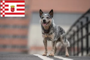 Read more about the article Australian Cattle Dog crescători și căței în Bremen