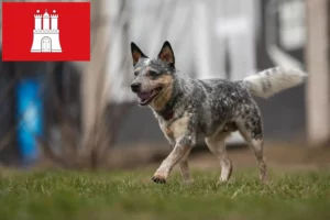 Read more about the article Australian Cattle Dog crescători și căței în Hamburg