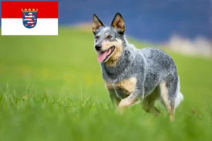 Read more about the article Australian Cattle Dog crescători și căței în Hessen