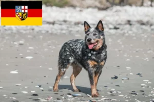 Read more about the article Australian Cattle Dog crescători și căței în Saarland