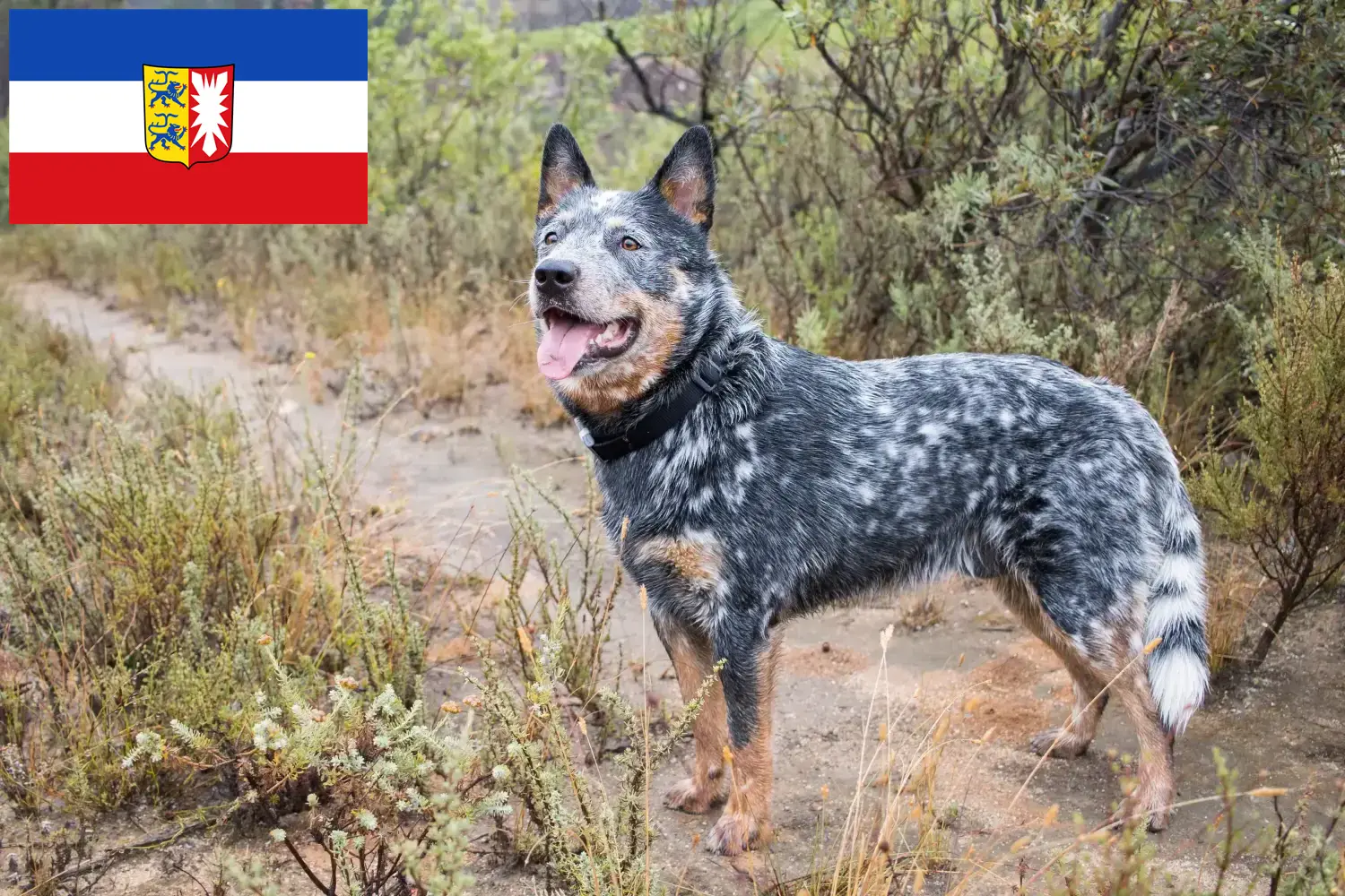 Read more about the article Australian Cattle Dog crescători și căței în Schleswig-Holstein