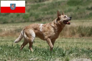 Read more about the article Australian Cattle Dog crescători și căței în Thuringia