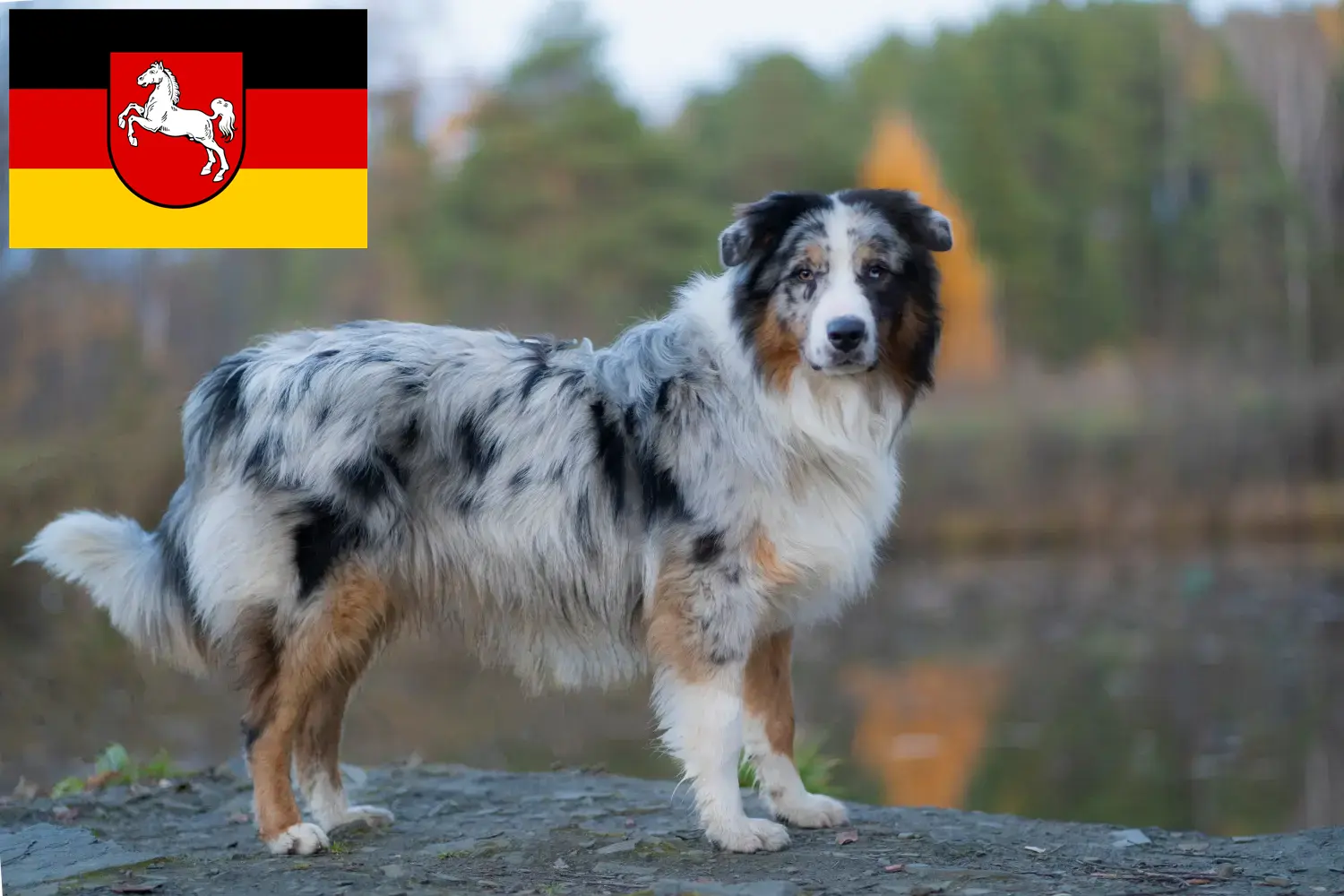 Read more about the article Australian Shepherd crescători și căței în Saxonia Inferioară