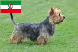 Read more about the article Australian Terrier crescători și căței în Renania de Nord-Westfalia