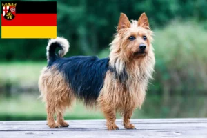 Read more about the article Australian Terrier crescători și căței în Renania-Palatinat