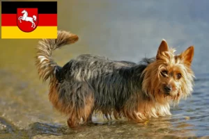 Read more about the article Australian Terrier crescători și căței în Saxonia Inferioară