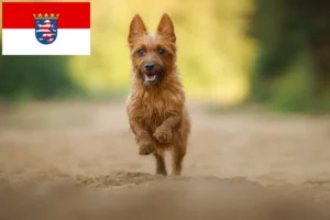 Read more about the article Australian Terrier crescători și căței în Hessen