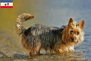 Read more about the article Australian Terrier crescători și căței în Mecklenburg-Vorpommern