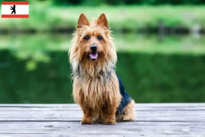 Read more about the article Australian Terrier crescători și căței în Berlin