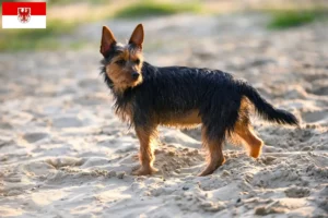 Read more about the article Australian Terrier crescători și căței în Brandenburg