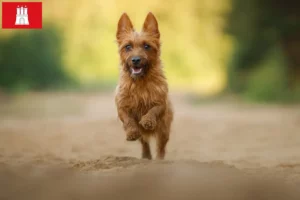 Read more about the article Australian Terrier crescători și căței în Hamburg