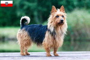 Read more about the article Australian Terrier crescători și căței în Thuringia