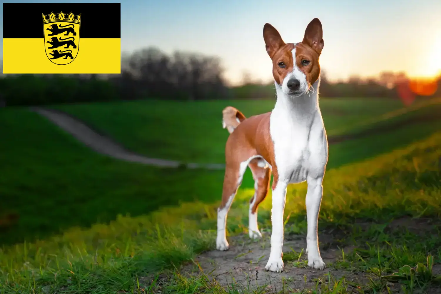 Read more about the article Basenji crescători și căței în Baden-Württemberg