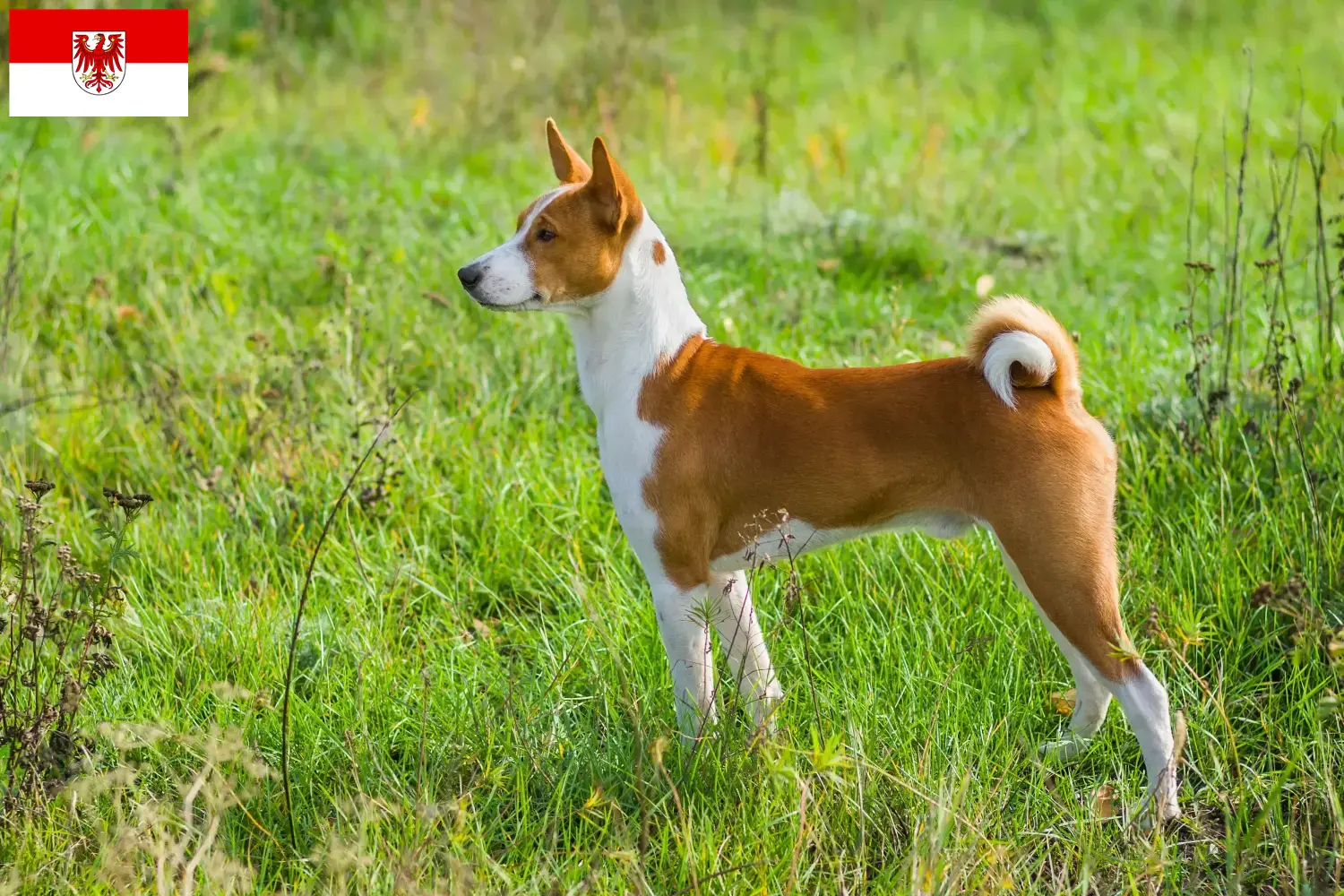 Read more about the article Basenji crescători și căței în Brandenburg