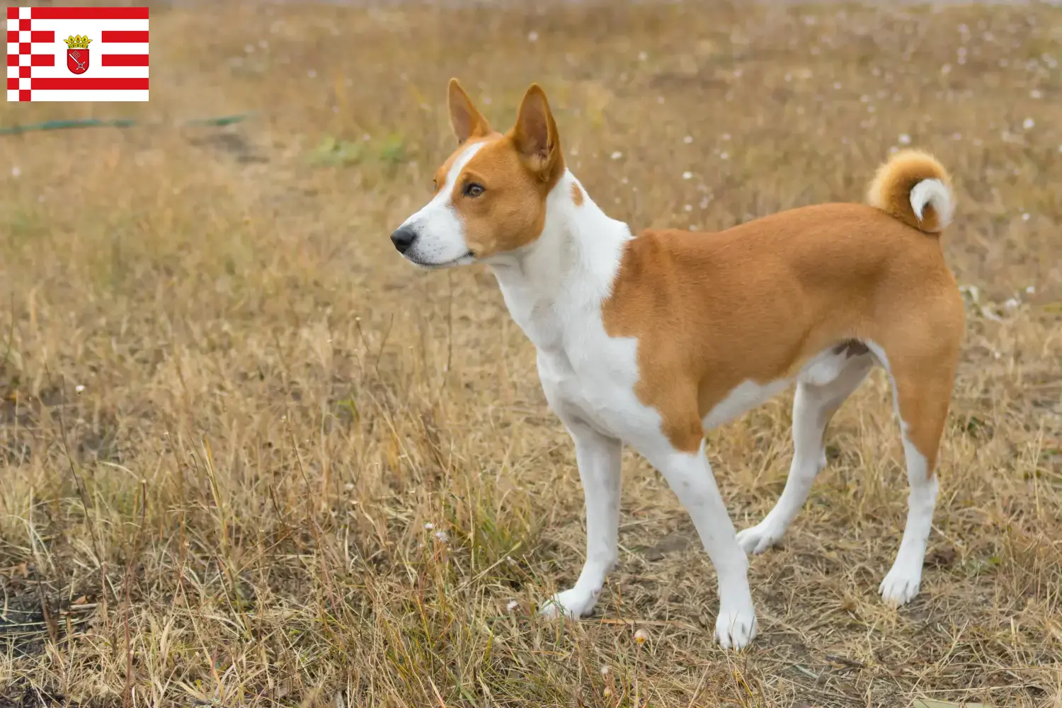 Read more about the article Basenji crescători și căței în Bremen