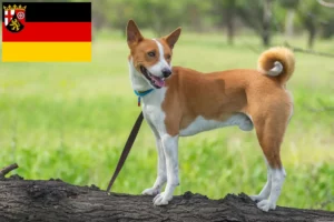 Read more about the article Basenji crescători și căței în Renania-Palatinat