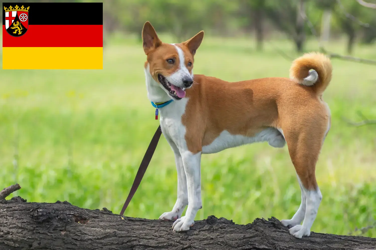 Read more about the article Basenji crescători și căței în Renania-Palatinat