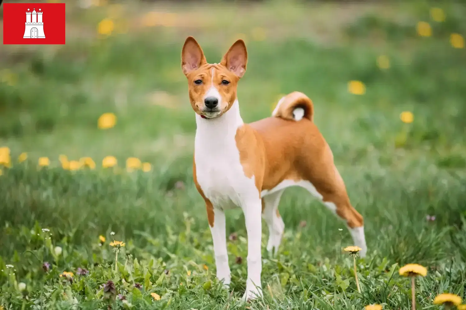 Read more about the article Basenji crescători și căței în Hamburg