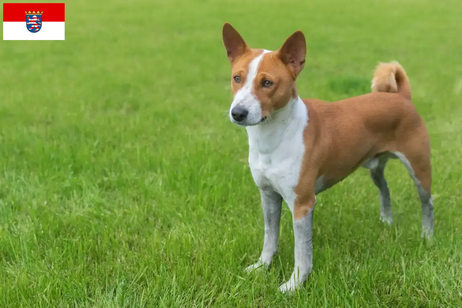 Read more about the article Basenji crescători și căței în Hessen