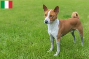 Read more about the article Basenji crescători și căței în Italia