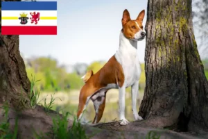 Read more about the article Basenji crescători și căței în Mecklenburg-Vorpommern