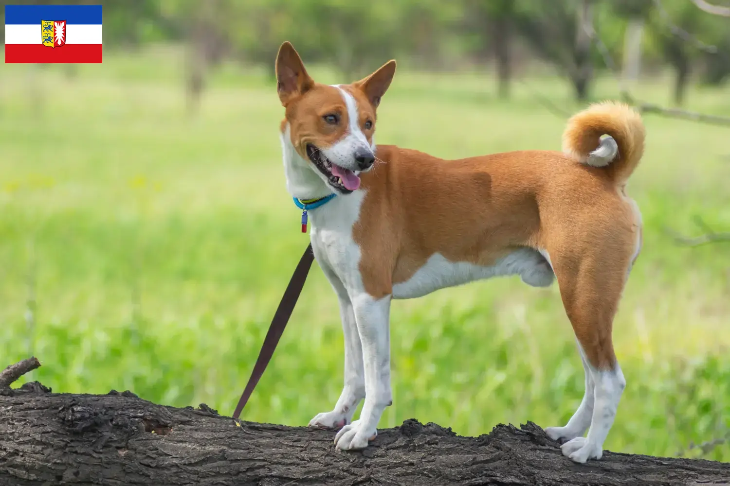 Read more about the article Basenji crescători și căței în Schleswig-Holstein