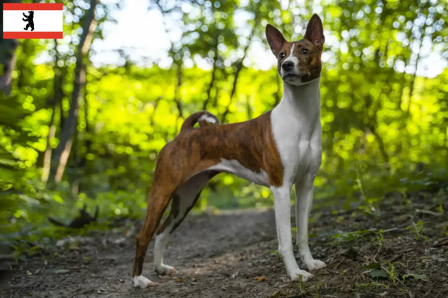 Read more about the article Basenji crescători și căței în Berlin