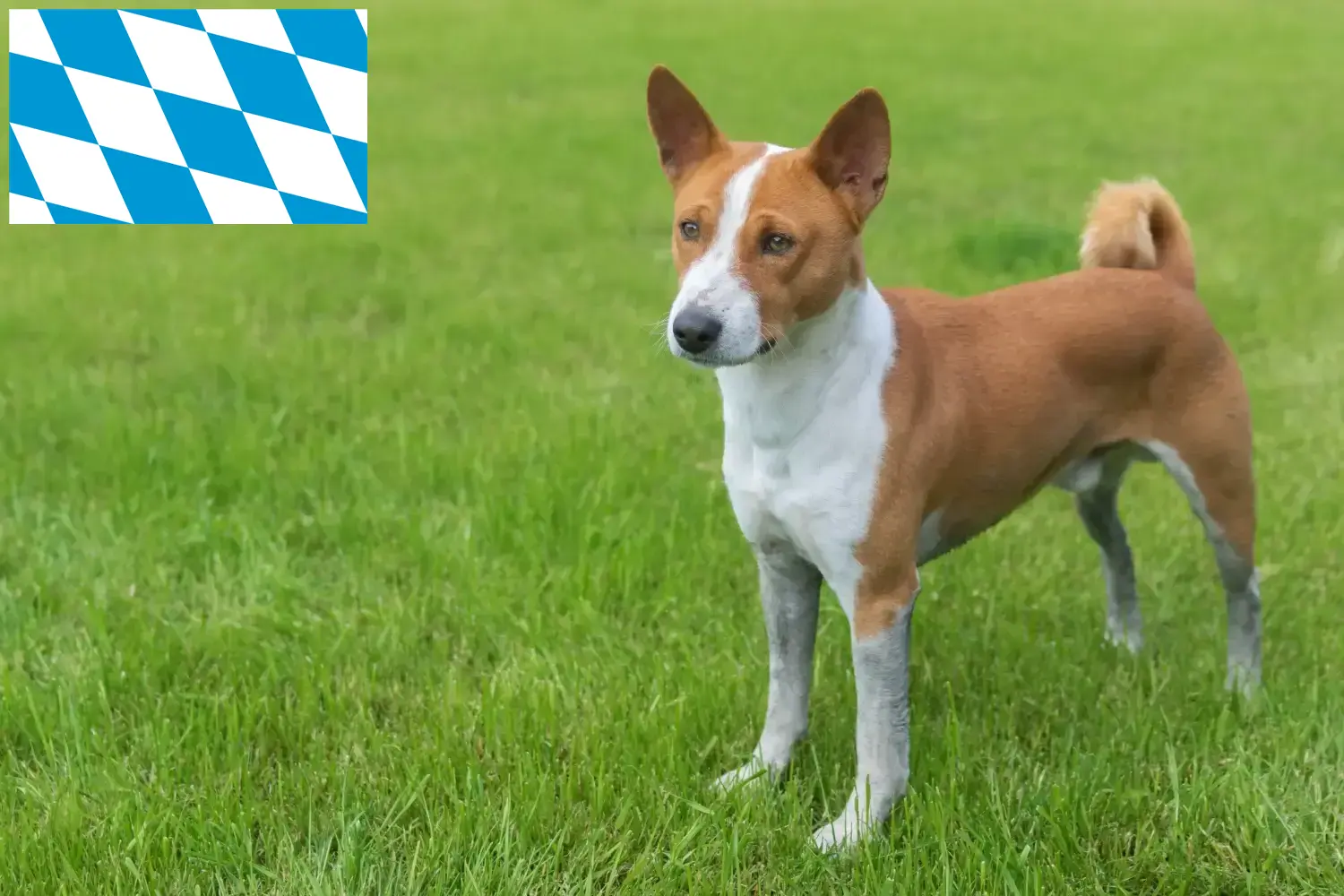 Read more about the article Basenji crescători și căței în Bavaria