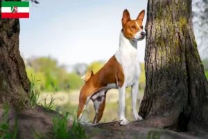 Read more about the article Basenji crescători și căței în Renania de Nord-Westfalia