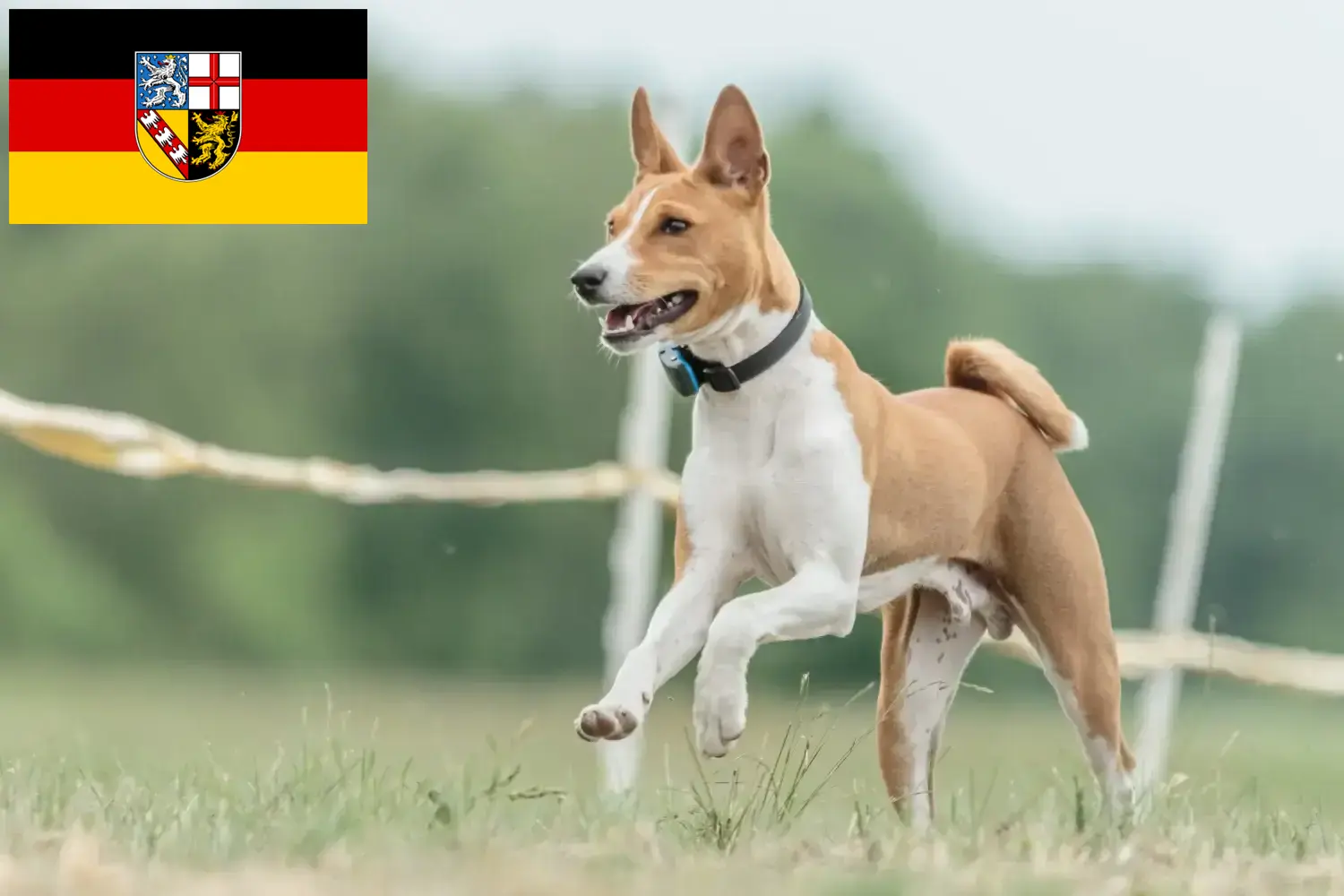 Read more about the article Basenji crescători și căței în Saarland