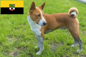 Read more about the article Basenji crescători și căței în Saxonia-Anhalt