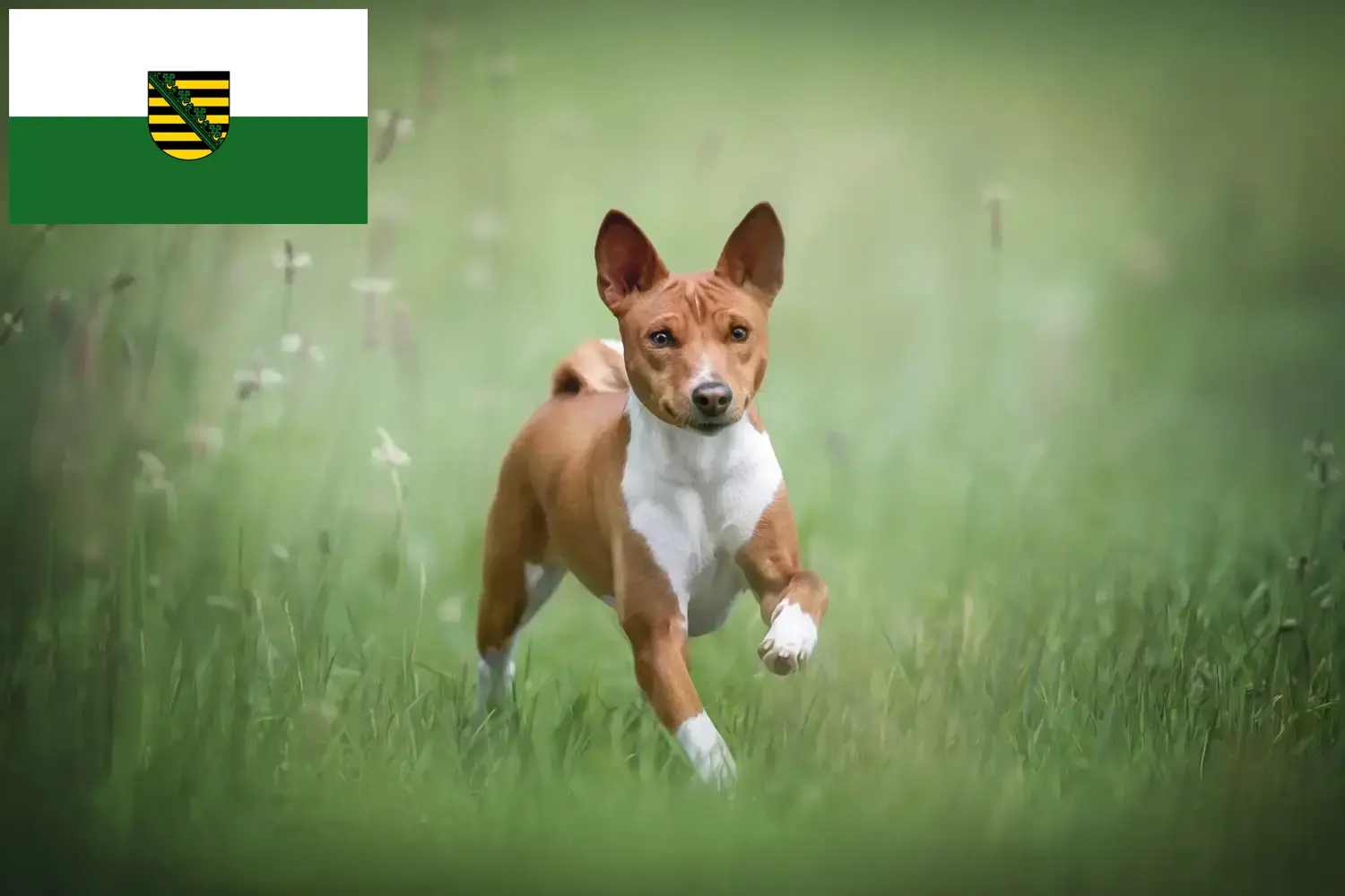 Read more about the article Basenji crescători și căței în Saxonia