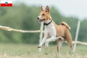 Read more about the article Basenji crescători și căței în Thuringia