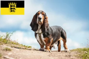 Read more about the article Basset Hound crescători și căței în Baden-Württemberg