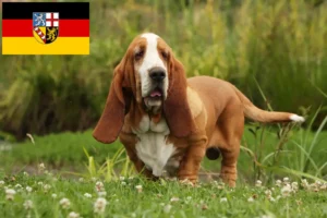 Read more about the article Basset Hound crescători și căței în Saarland