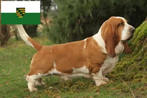 Read more about the article Basset Hound crescători și căței în Saxonia