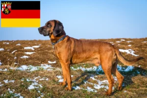 Read more about the article Bavarian Mountain Hound crescători și căței în Renania-Palatinat