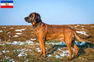 Read more about the article Bavarian Mountain Hound crescători și căței în Schleswig-Holstein