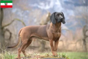 Read more about the article Bavarian Mountain Hound crescători și căței în Renania de Nord-Westfalia