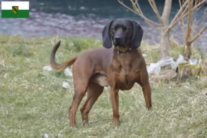 Read more about the article Bavarian Mountain Hound crescători și căței în Saxonia