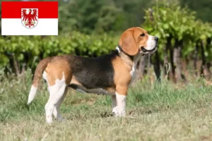 Read more about the article Crescători de Beagle și căței în Brandenburg