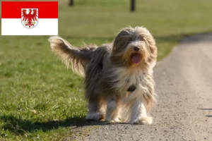 Read more about the article Bearded Collie crescători și căței în Brandenburg