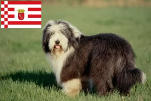 Read more about the article Bearded Collie crescători și căței în Bremen