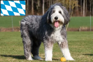 Read more about the article Bearded Collie crescători și căței în Bavaria