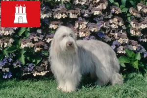 Read more about the article Bearded Collie crescători și căței în Hamburg